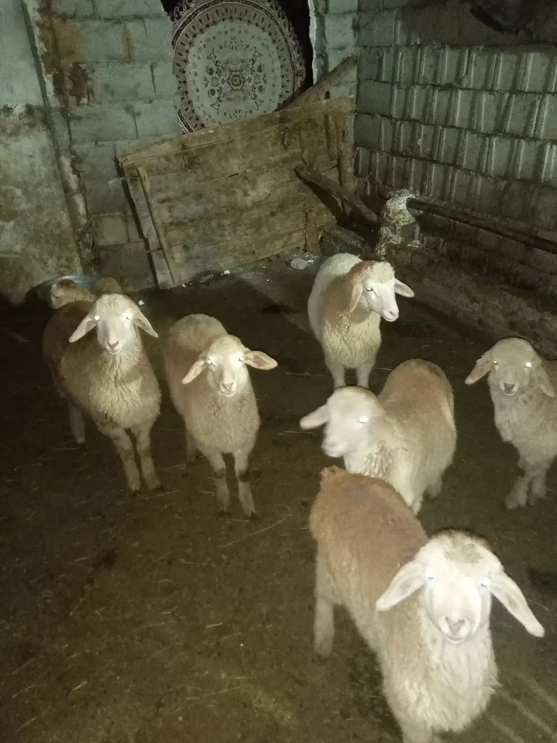 گوسفند|حیوانات مزرعه|مشگین شهر, |دیوار