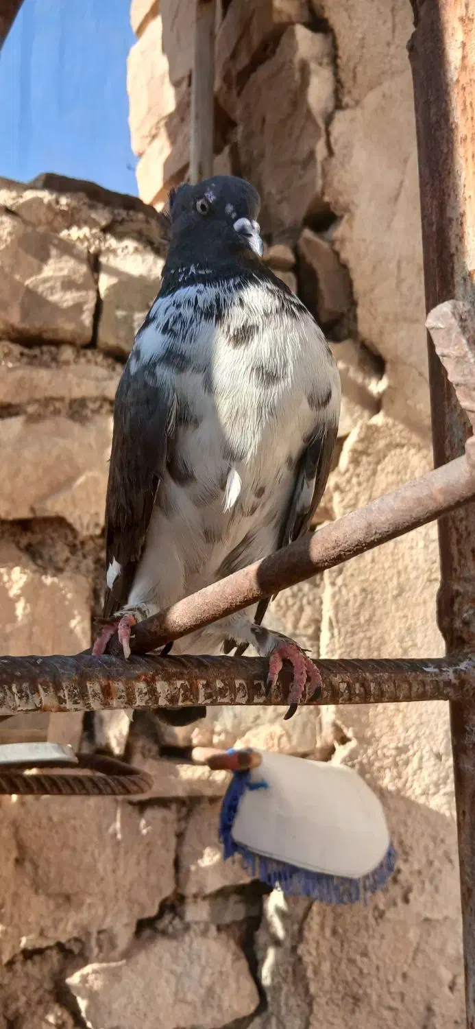 کبوتر پرشی|پرنده|مسجد سلیمان, |دیوار