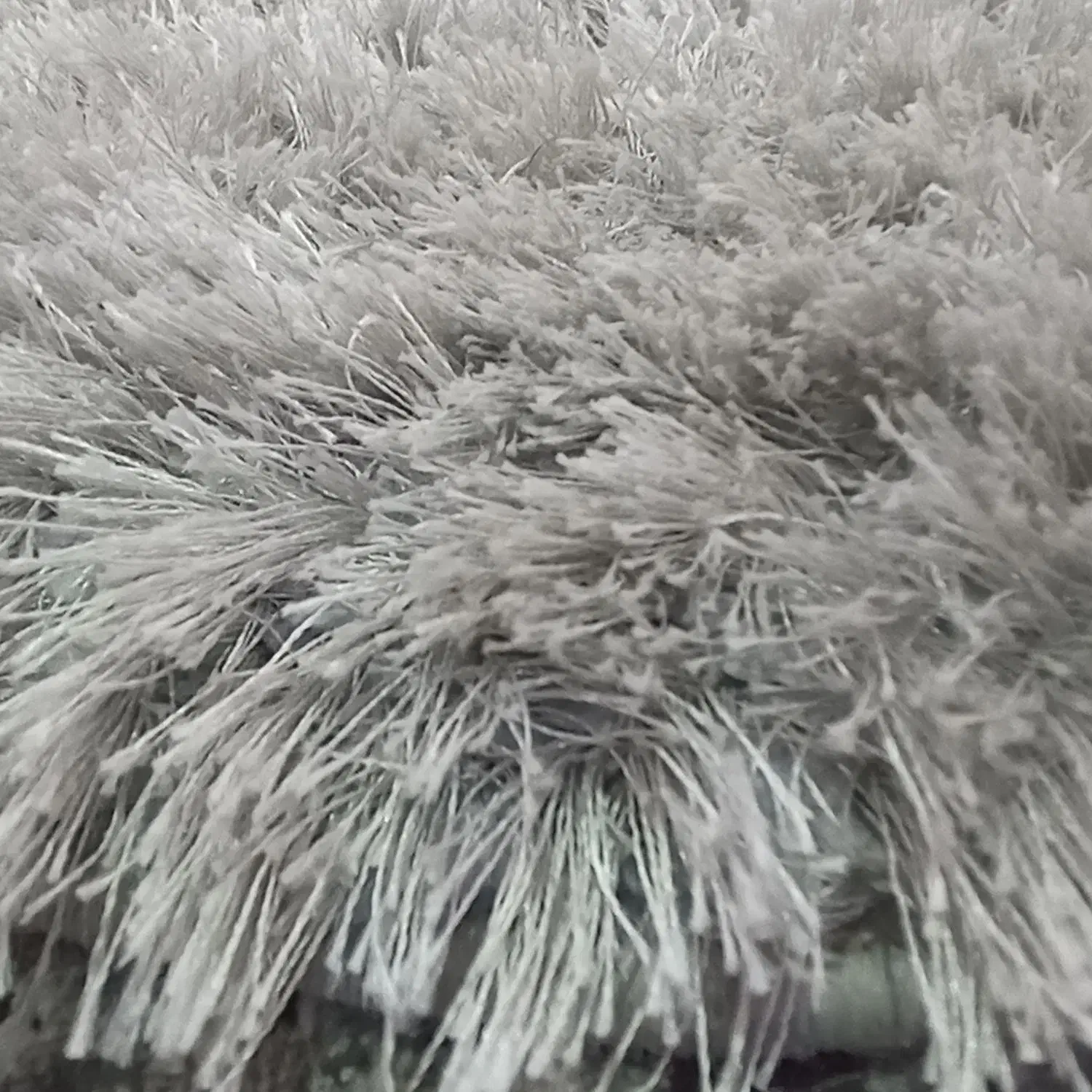 قالیچه گرد|فرش|مشهد, جاهد شهر|دیوار