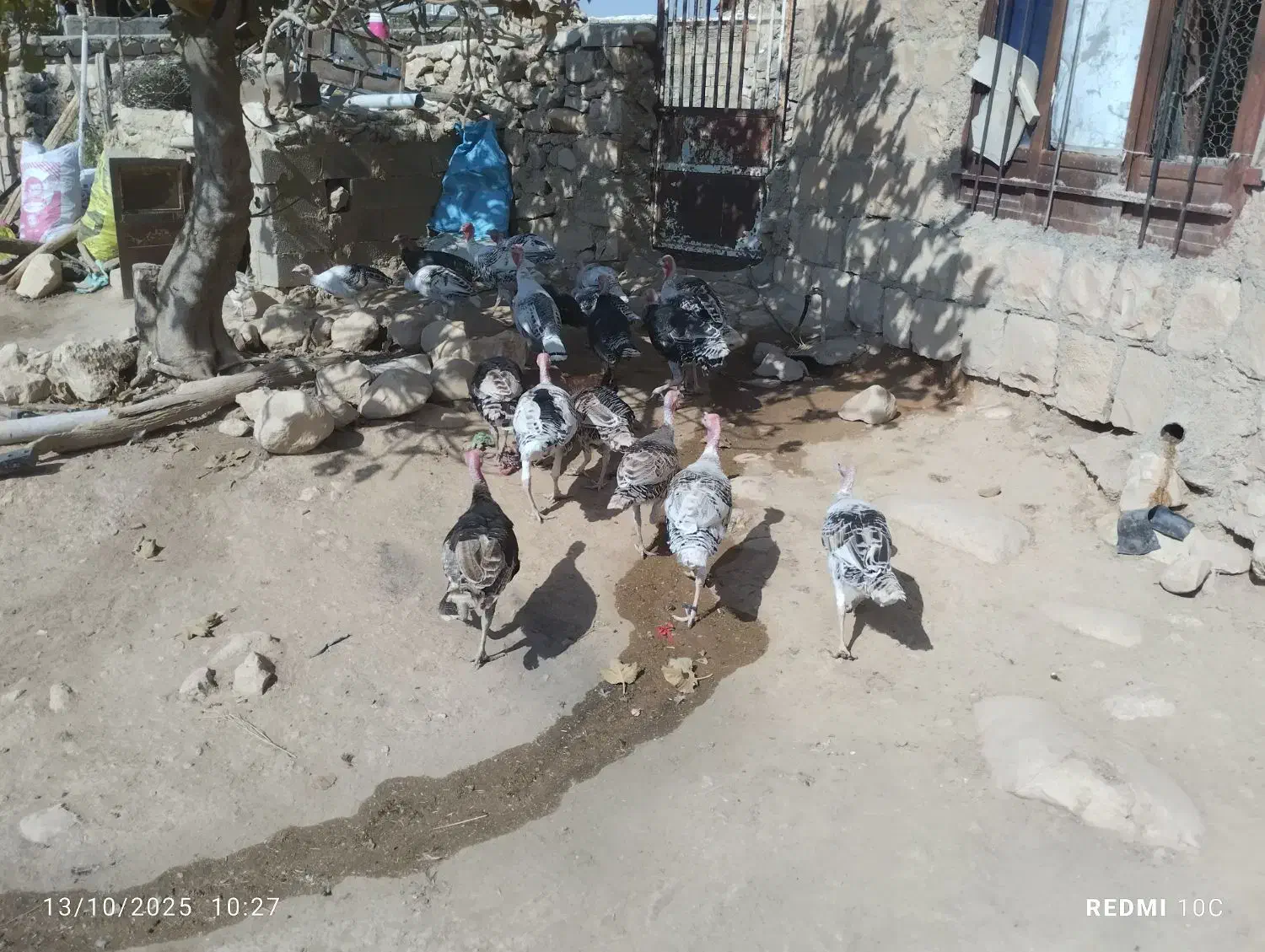 بوقلمون نر و ماده|پرنده|کوهدشت, |دیوار