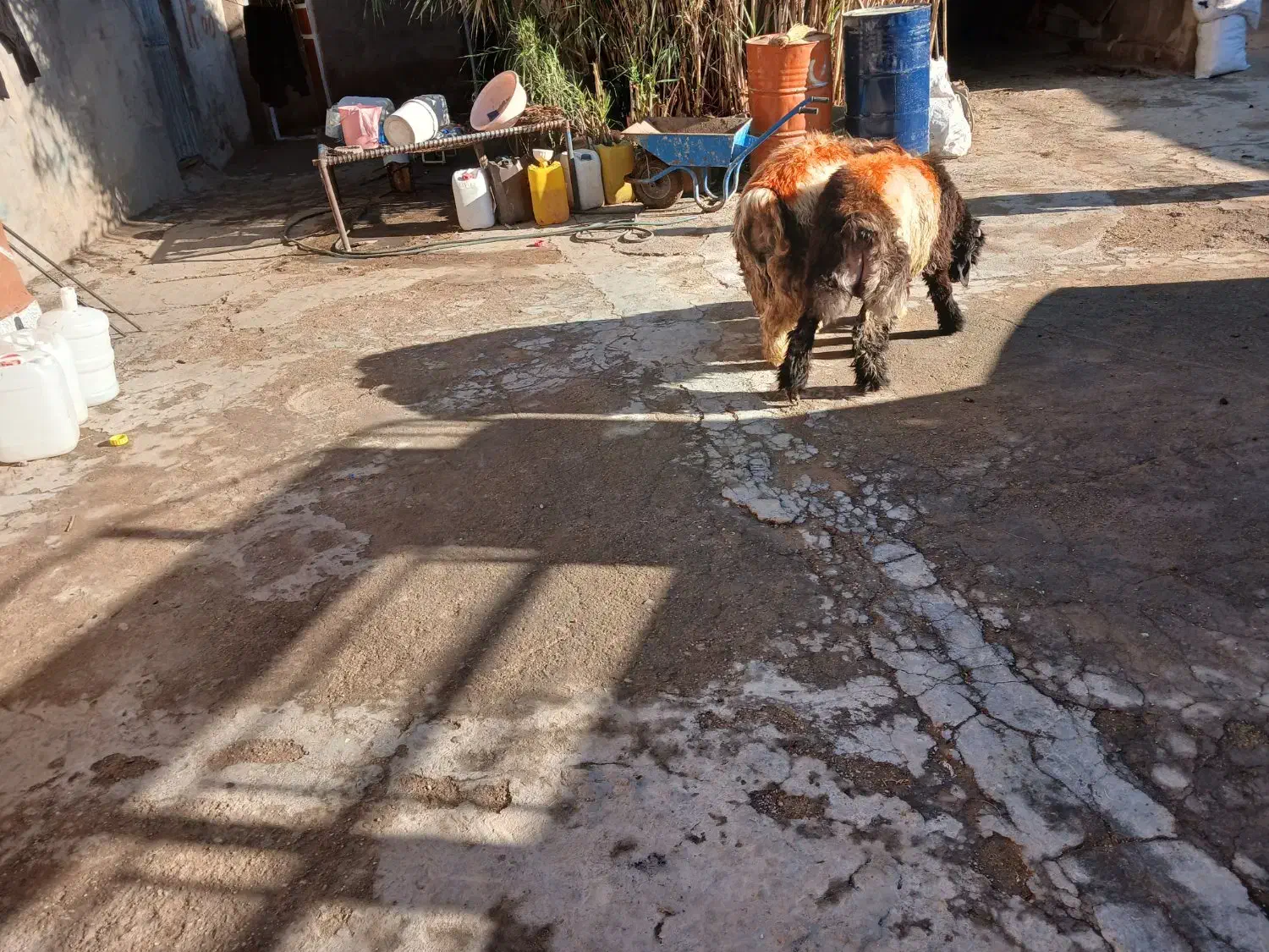 کوه تخمی|حیوانات مزرعه|گتوند, |دیوار