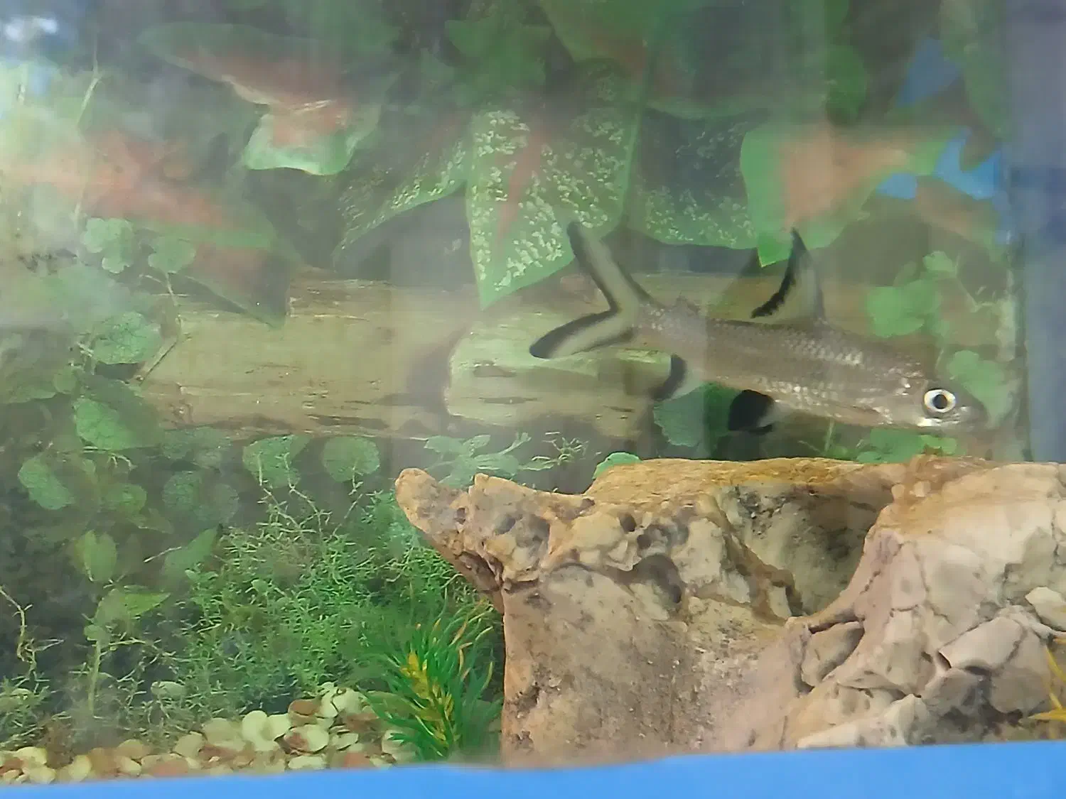 Sliver Sh-ark|ماهیگیری|یزد, |دیوار