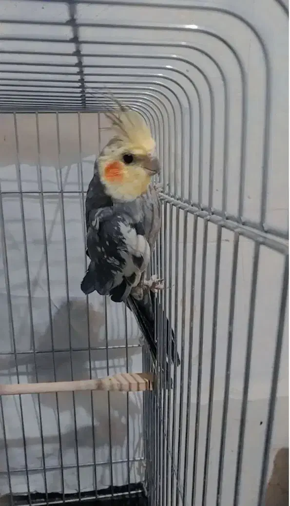 عروس هلندی|پرنده|پلدشت, |دیوار