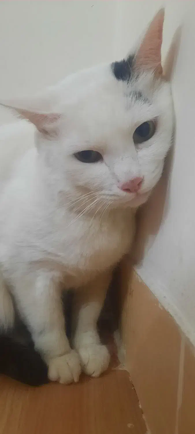 واگذاری گربه ترکیش|گربه|ورامین, ورامین|دیوار