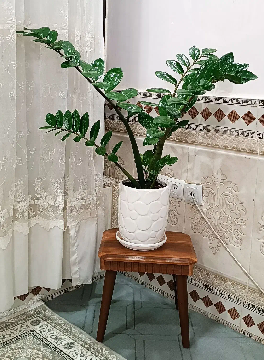 زامفولیاو... با قیمت عالی|گل و گیاه طبیعی|بیرجند, |دیوار