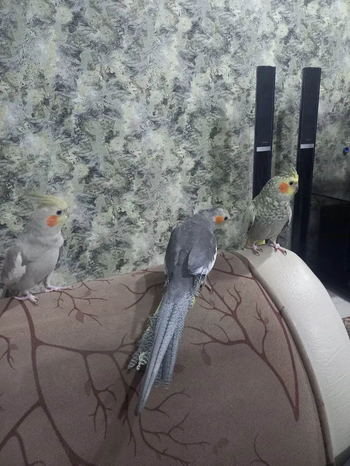 طوطی عروس|پرنده|صومعه‌سرا, |دیوار