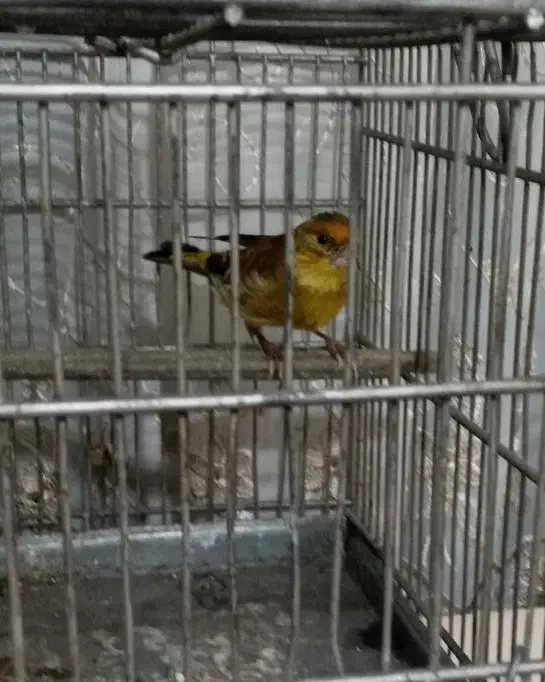 سره دهندار دهن سبک ایوب رحمتی ول ول گاله دار|پرنده|تهران, بوستان سرخه حصار|دیوار