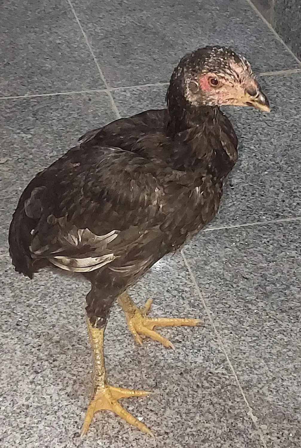 مرغ و خروس لاری|حیوانات مزرعه|بناب, |دیوار