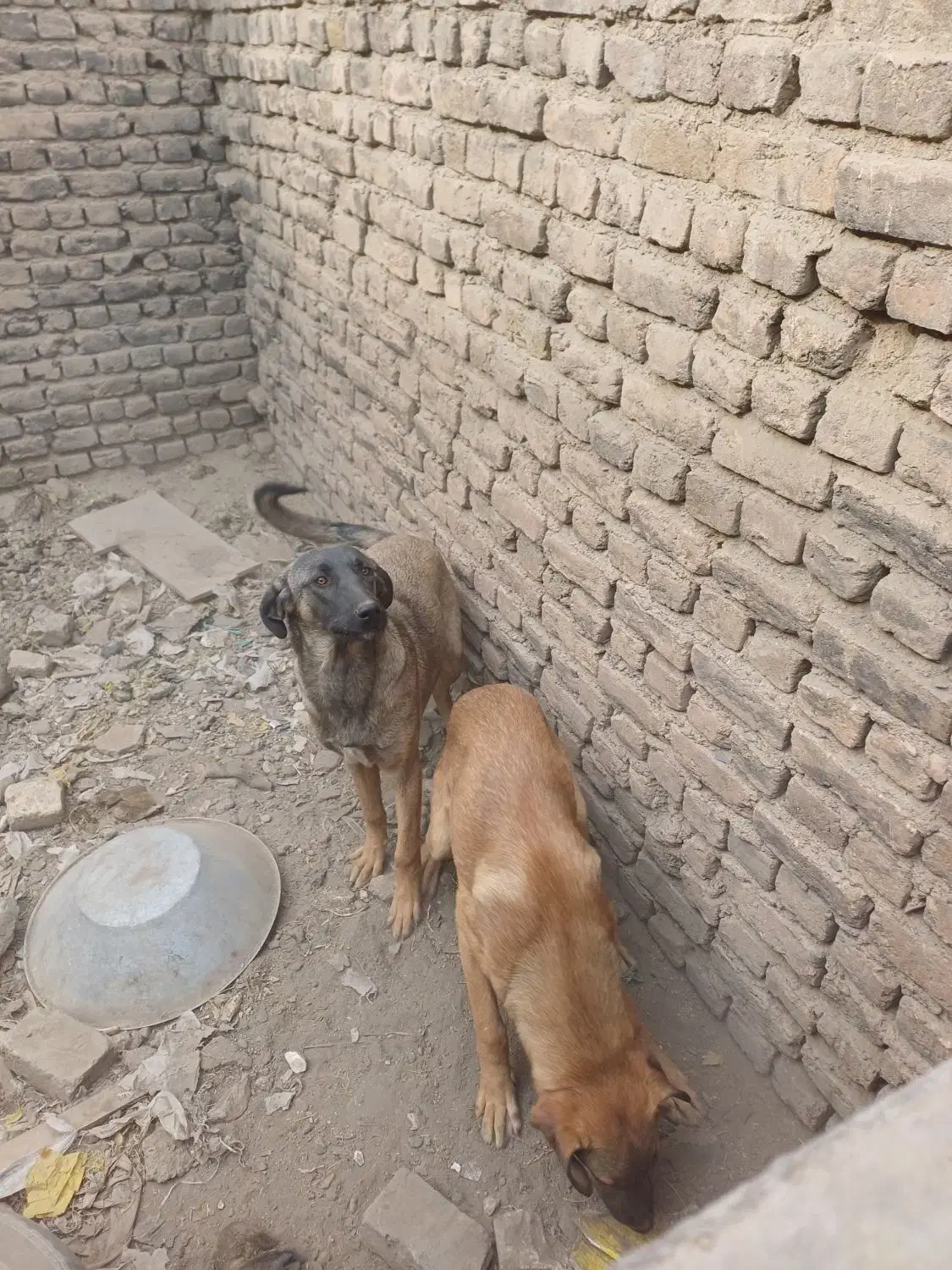 واگذاری سگ پژدر عراقی|سگ|کرمانشاه, |دیوار