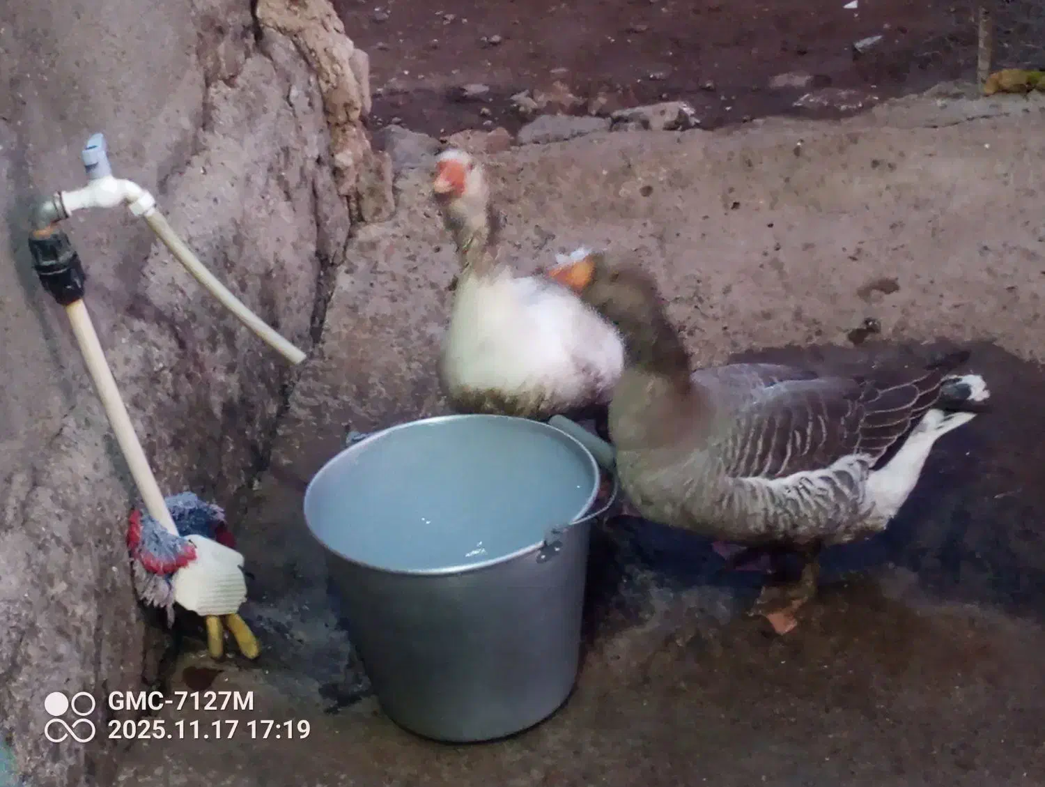 دو عدد غاز|حیوانات مزرعه|اردبیل, |دیوار