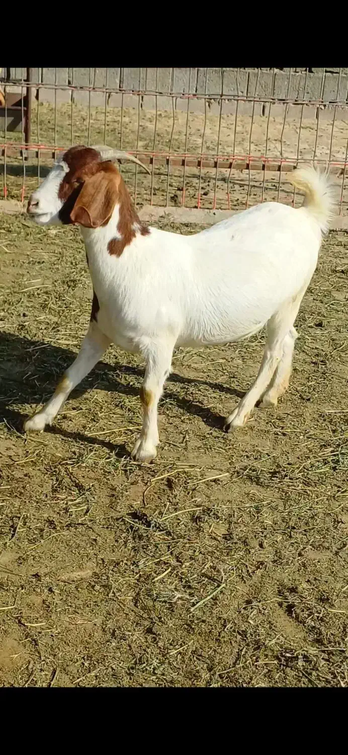 بویر|حیوانات مزرعه|اهواز, کیانپارس |دیوار