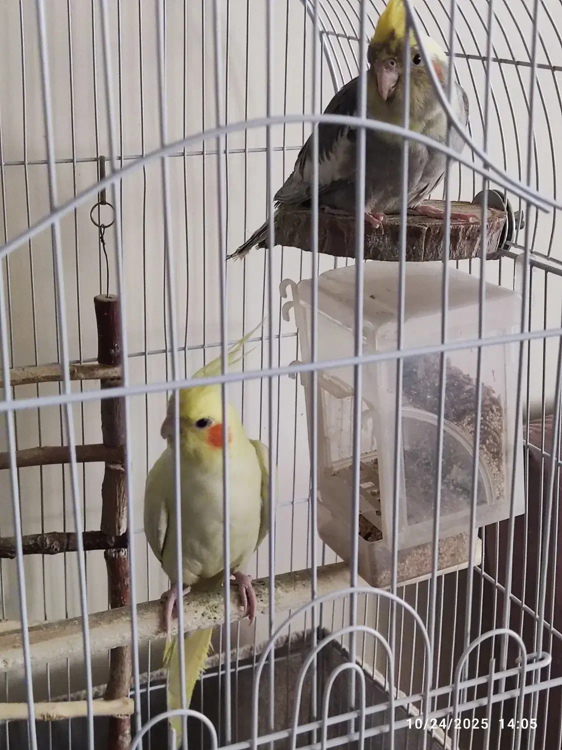 عروس هلندی جفت|پرنده|تهران, حبیب الله|دیوار