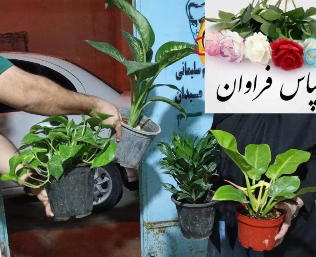 گل برای روز همسر|گل و گیاه طبیعی|بندر ماهشهر, |دیوار