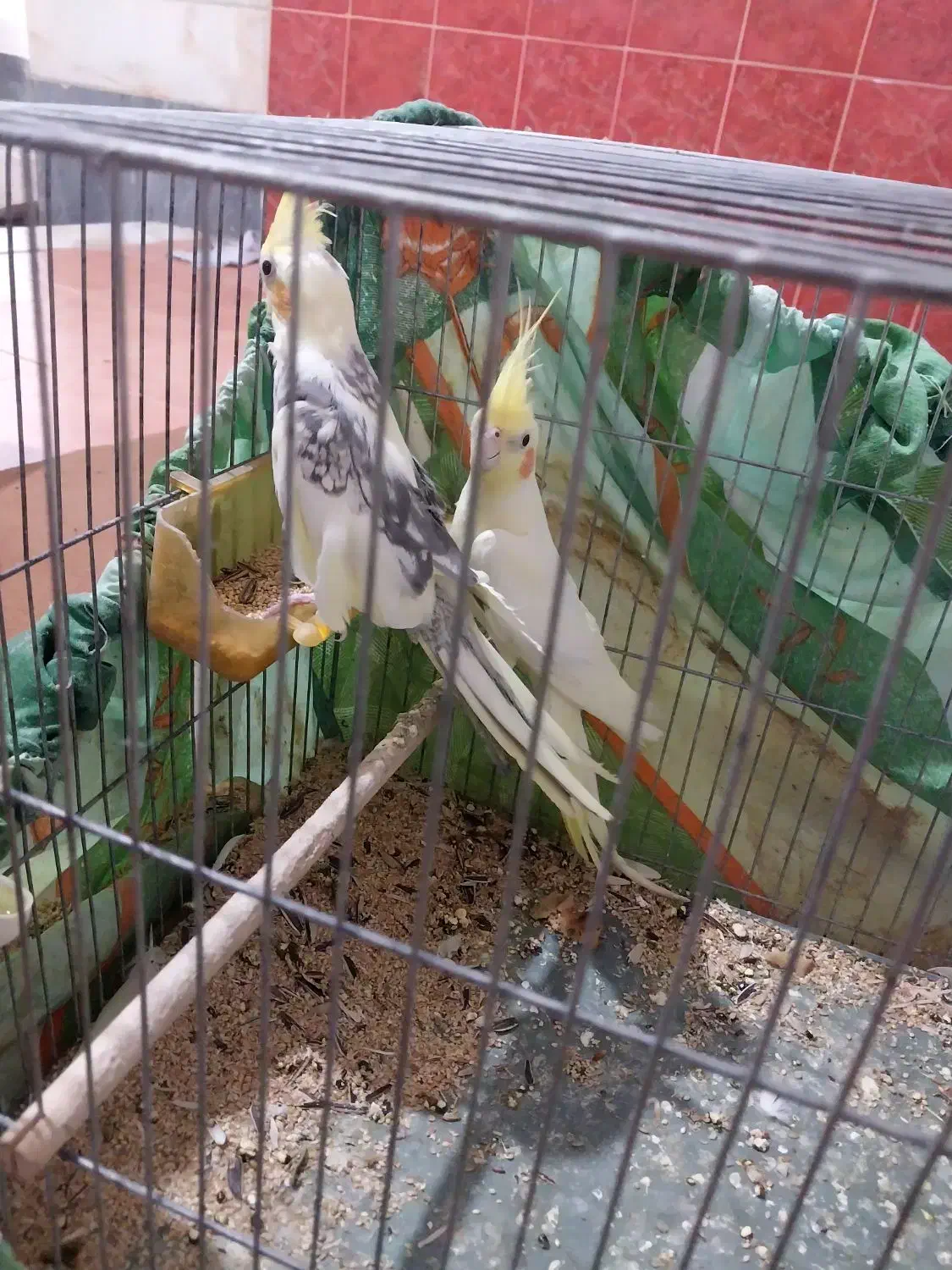 عروس هلندی|پرنده|قم, شهر قائم|دیوار