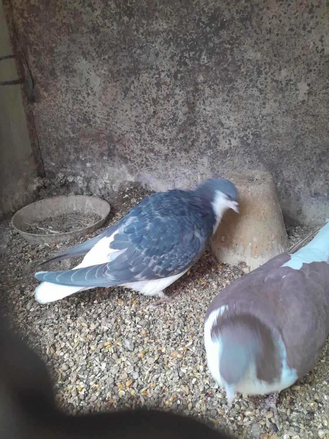 دمگیر ماده زره ای/سیاه پشت|پرنده|اصفهان, جلالیه|دیوار