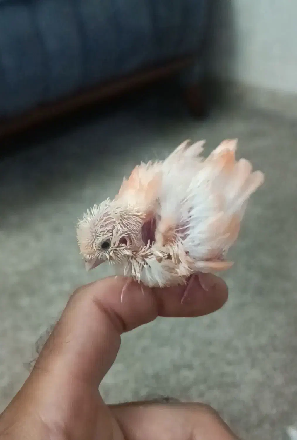 جوجه قناری رد فکتور سرلاکی|پرنده|مرودشت, بهارستان|دیوار