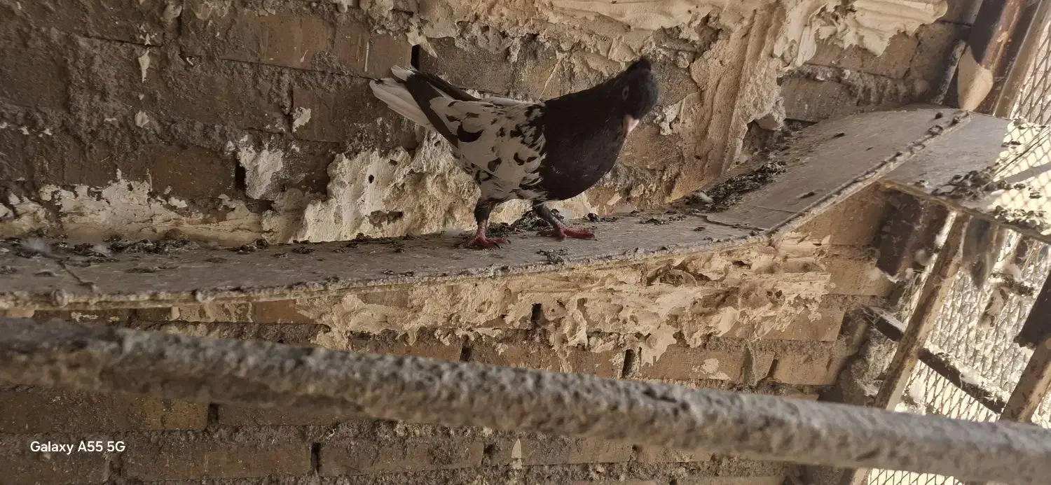 کله سیاه نر|پرنده|اهواز, کوی طلاب|دیوار