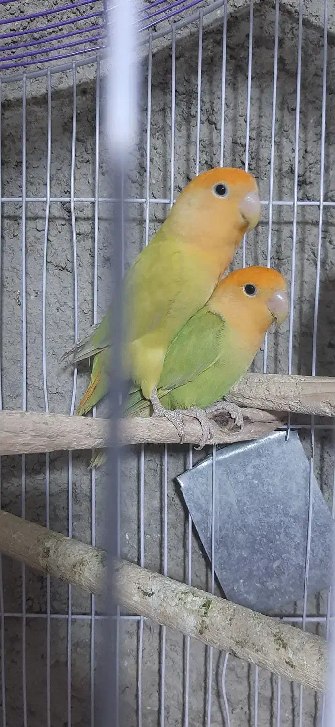 طوطی برزیلی اوپال نارنجی|پرنده|کرج, شهرک سهرابیه|دیوار