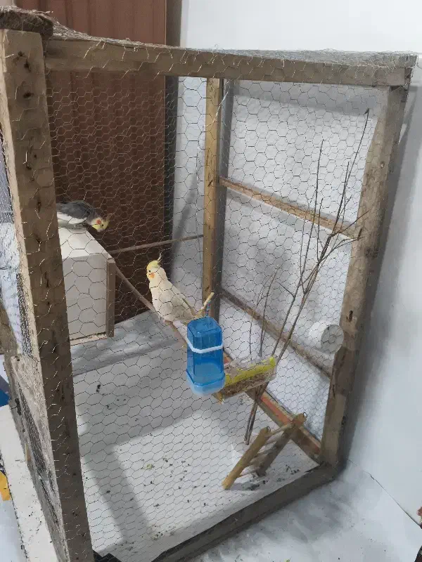 جفت عروس هلندی لوتینو تخم گذار|پرنده|کرمان, |دیوار