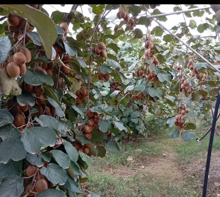 کیوی|خدمات باغبانی و درختکاری|فومن, |دیوار