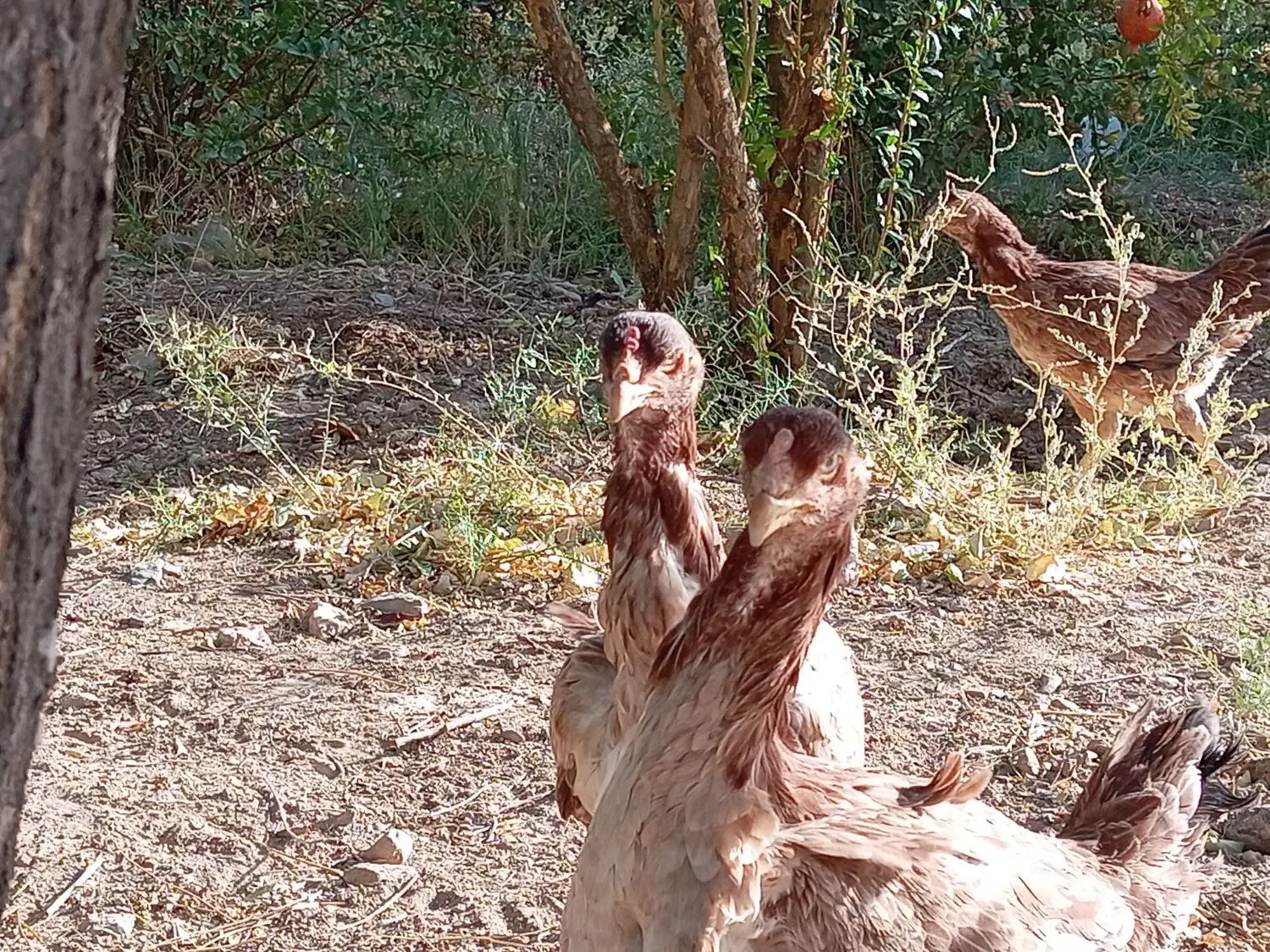 مرغ لاری|حیوانات مزرعه|سرایان, |دیوار