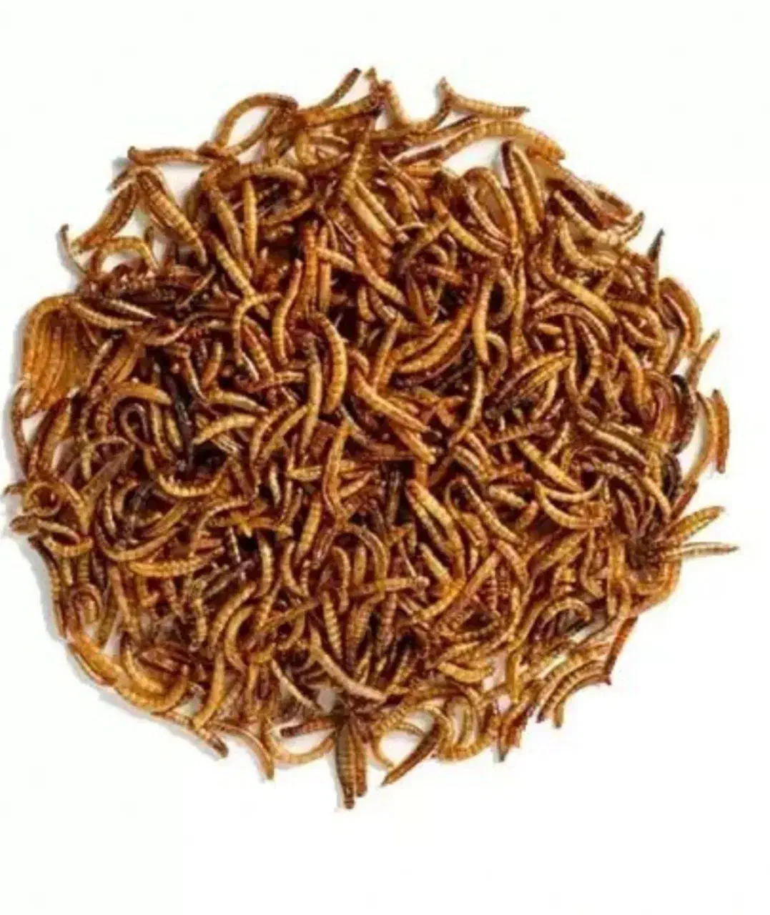 میلورم خشک|خزنده|شیروان (خراسان), |دیوار