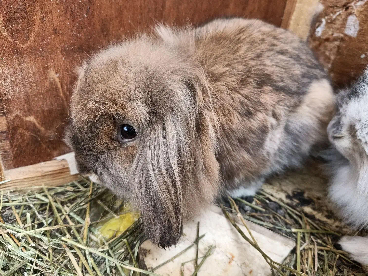 خرگوش لوپ هلندی اصیل|موش و خرگوش|لاهیجان, رجایی|دیوار