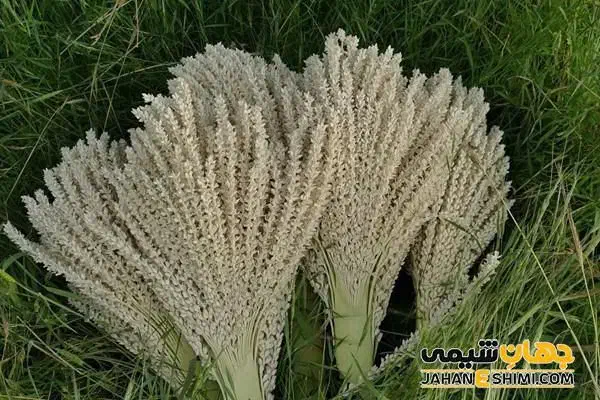 عرق کریشکو یا کاشکیلو|خوردنی و آشامیدنی|بم, |دیوار