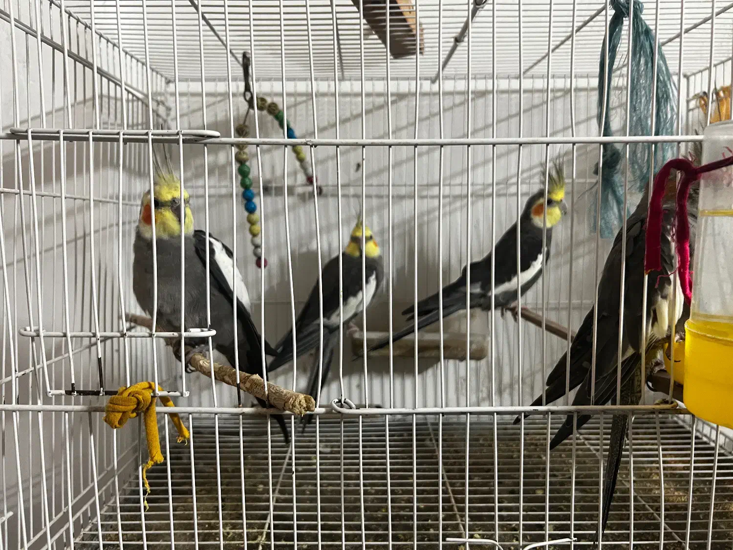 عروس هلندی|پرنده|شاهرود, |دیوار