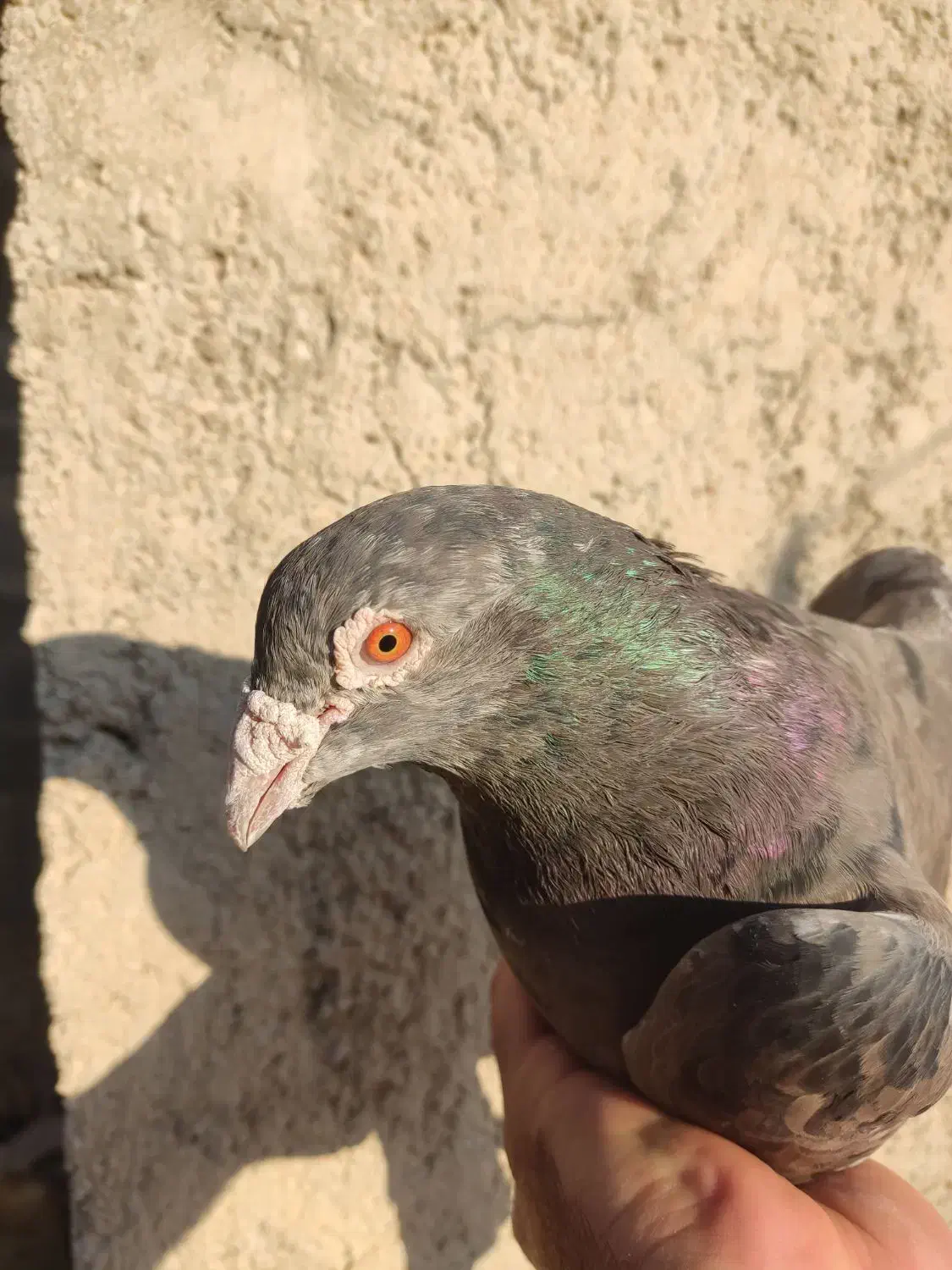 جفت پلاکی سرور شکلاتی و ماده لویی با یک موقلوف|پرنده|کازرون, |دیوار