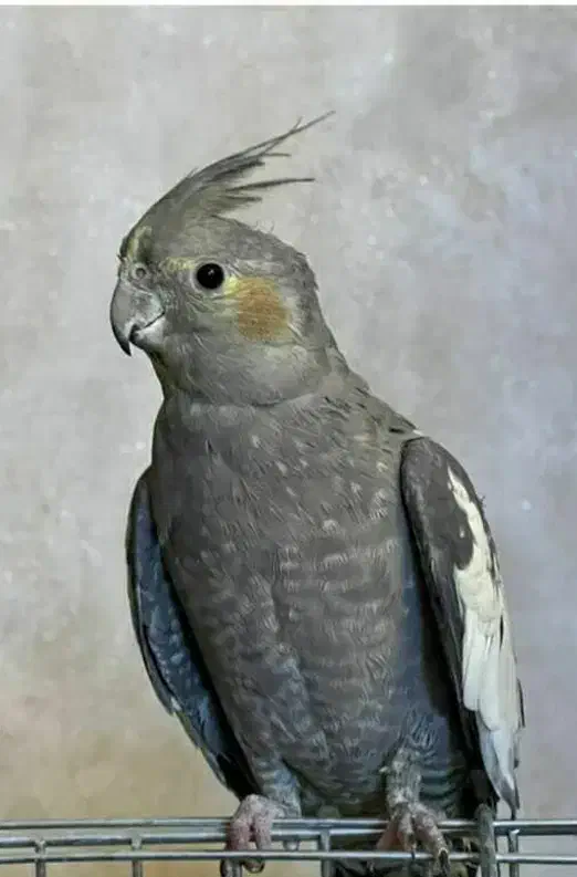 عروس هلندی ماده مست مست|پرنده|اسلامشهر, مطهری|دیوار