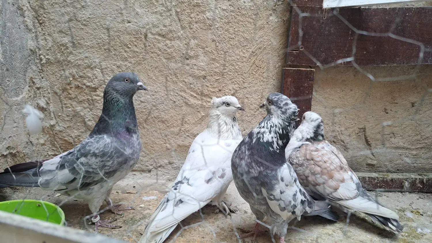 کفتر زینتی پرشی|پرنده|ری, جوانمرد قصاب|دیوار