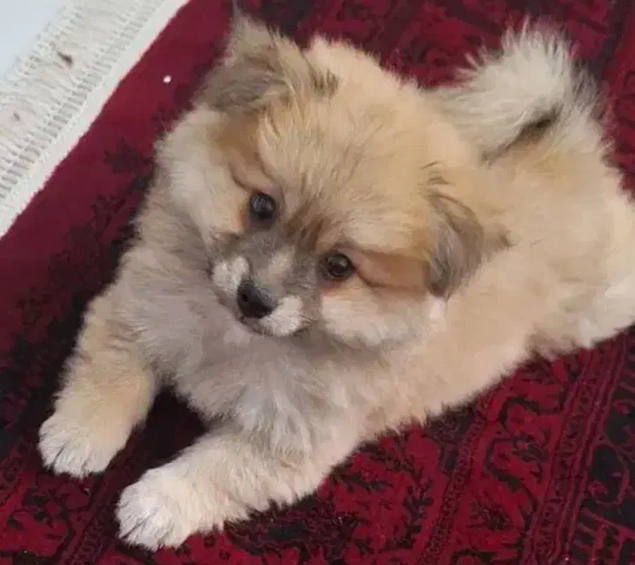 با سلام سگ ماهر ۳ ماهه باهوش و بازیگوش|سگ|شیراز, نصر|دیوار