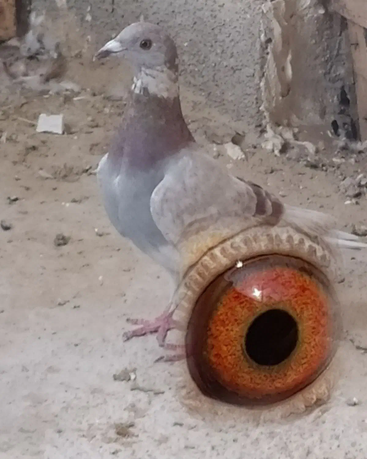 کبوتر پوس پیازی معامله معامله|پرنده|برازجان, |دیوار