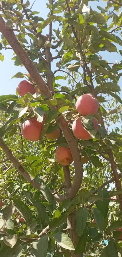 باغ ویلا  گلمکان ۵۰۰ متر دور دیوار  مسکونی|فروش خانه و ویلا|گلمکان, |دیوار