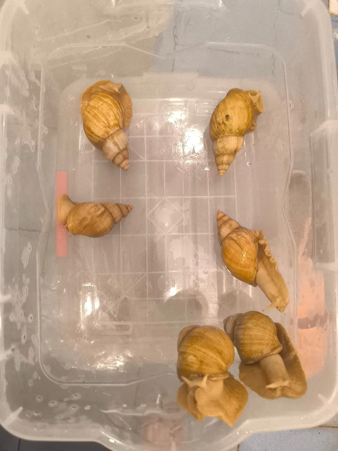 حلزون اچاتینا|خزنده|تهران, حکیمیه|دیوار