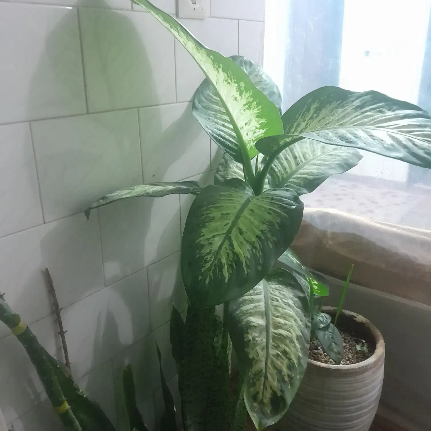 گل دیفن|گل و گیاه طبیعی|پیر بکران, |دیوار