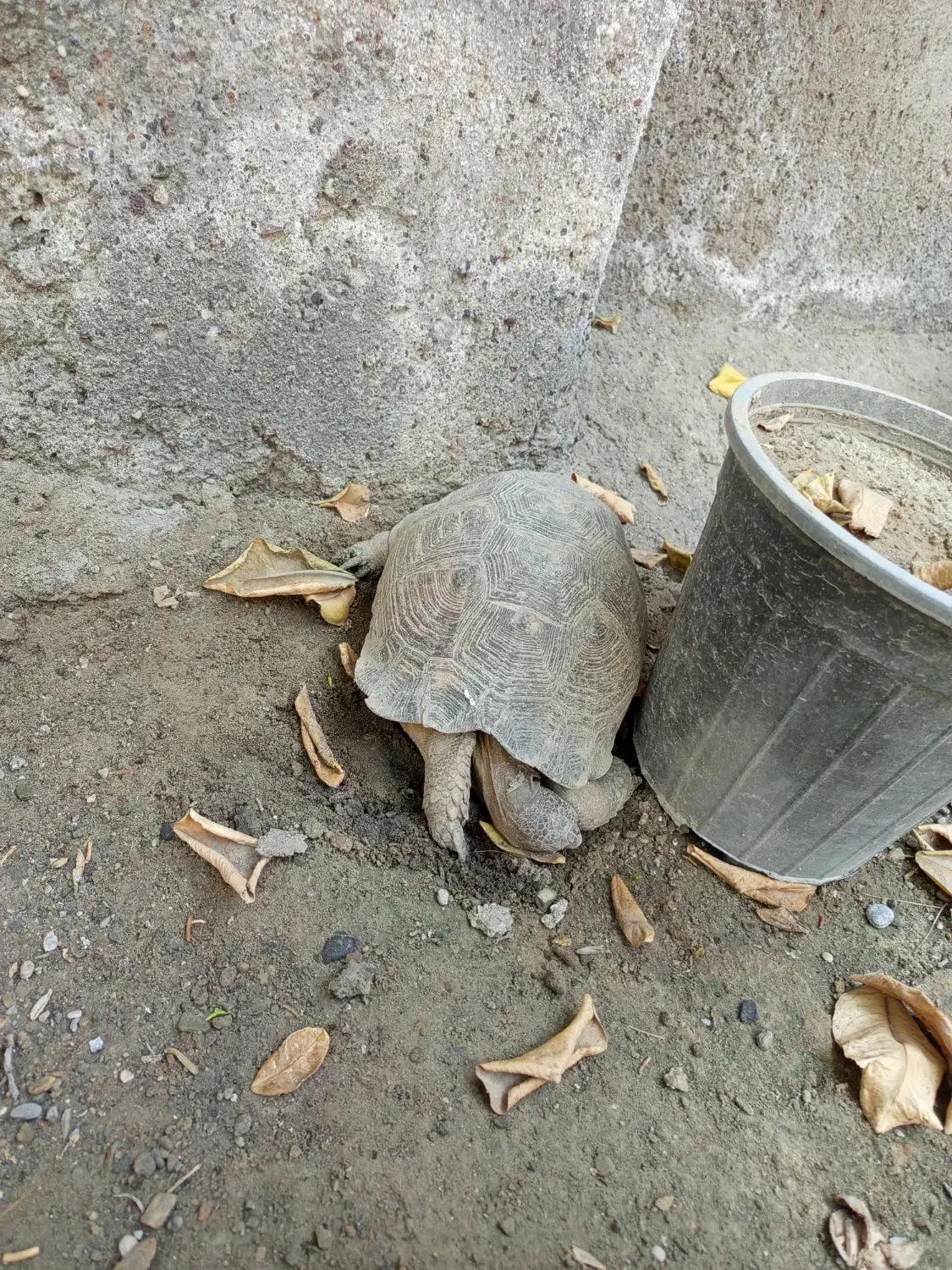 لاک|خزنده|میناب, |دیوار