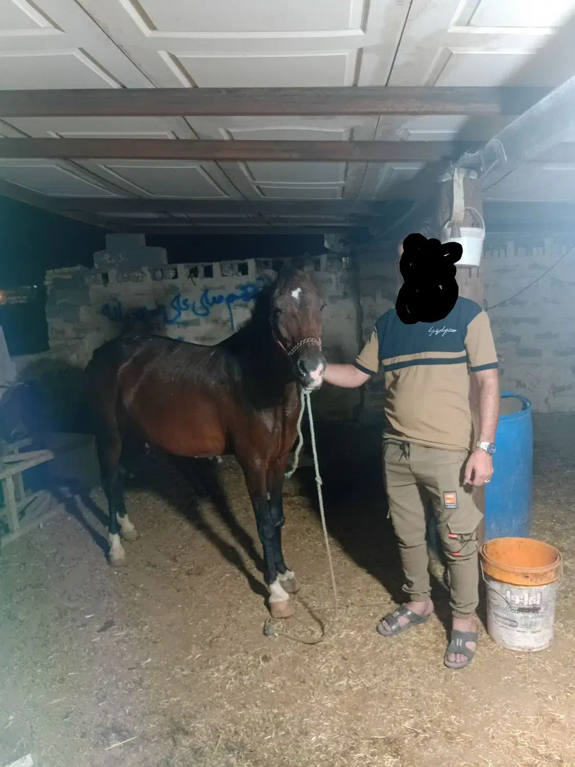 اسب عرب|اسب و تجهیزات اسب‌سواری|امیدیه, |دیوار