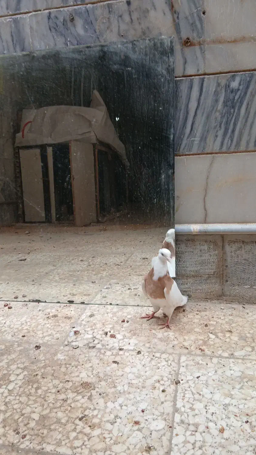 سینه ماده طوقی|پرنده|مشهد, امام رضا (ع)|دیوار