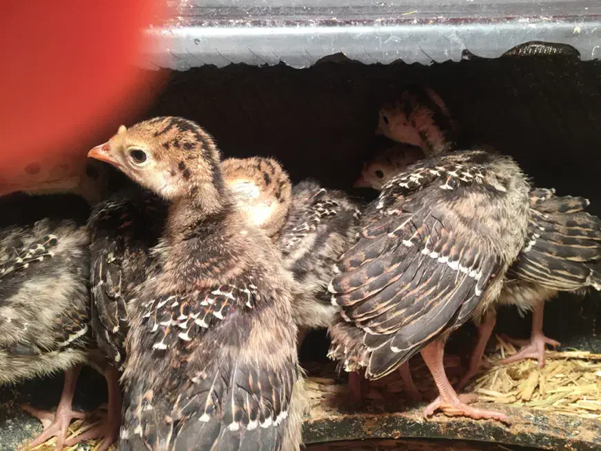 لاری وایام سمانی وجوجه|حیوانات مزرعه|شیراز, وزیرآباد|دیوار