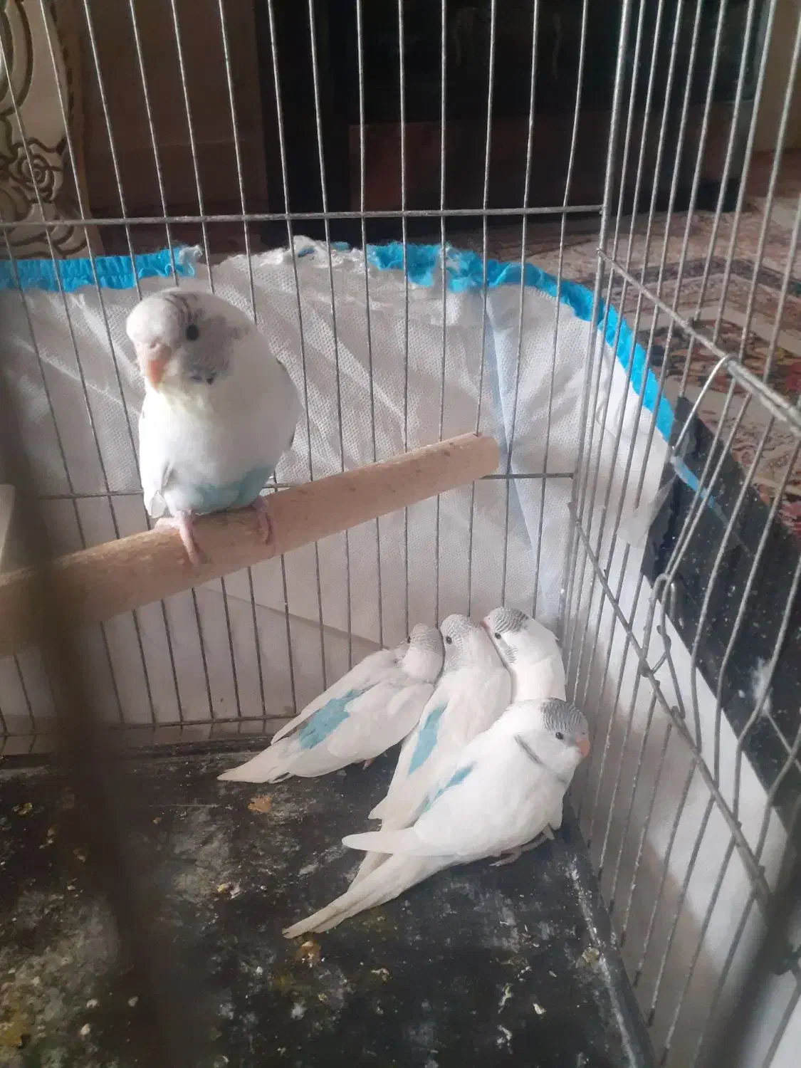 جوجه مرغ عشق|پرنده|فردیس, شهرک شهید حسینی|دیوار