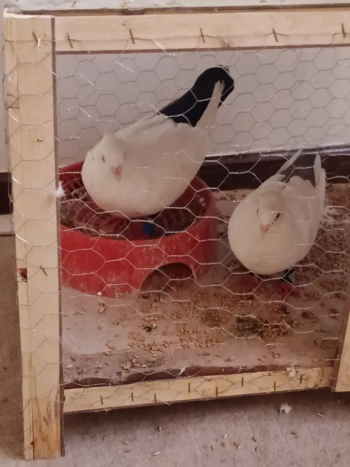 دم سیاه|پرنده|اهواز, ۳۰ متری|دیوار