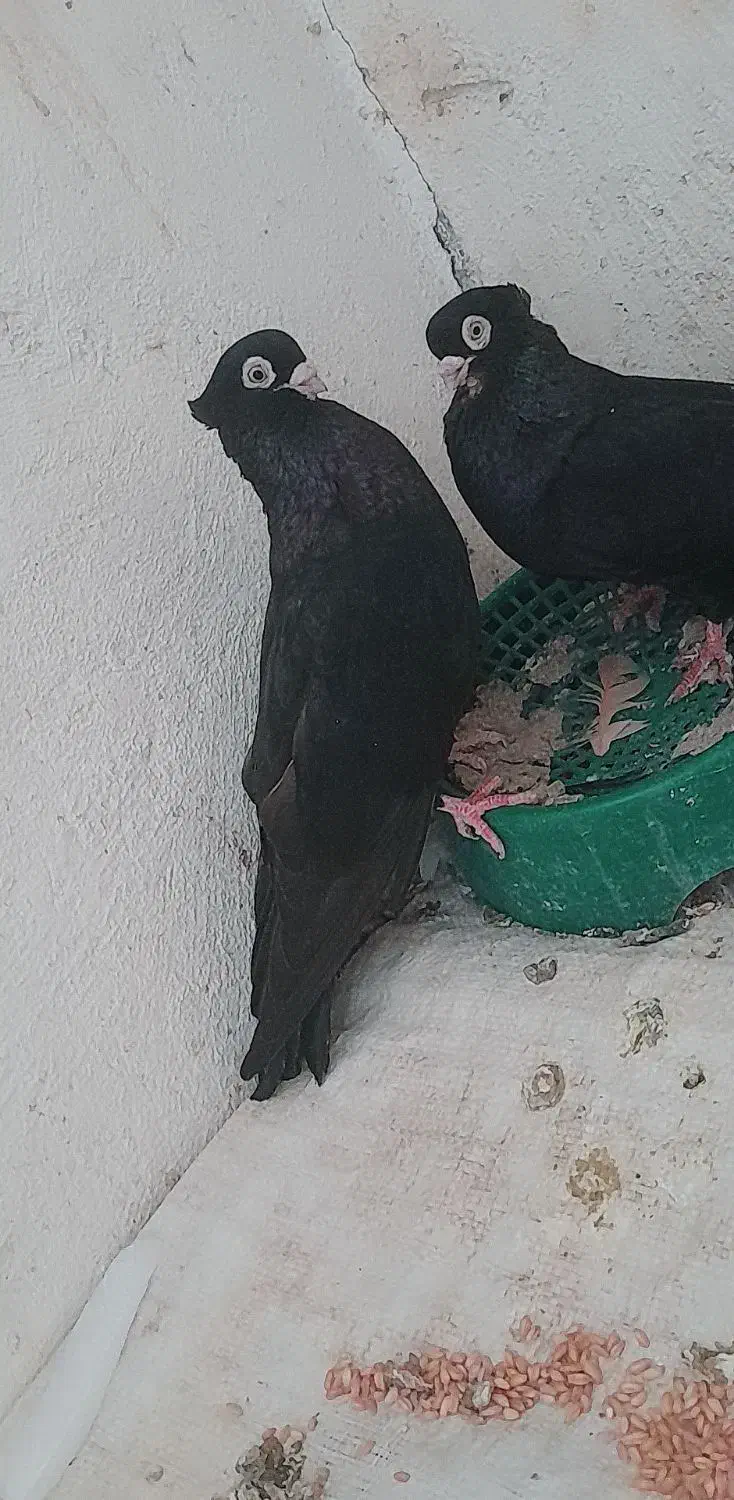 صرب|پرنده|تهران, جیحون|دیوار