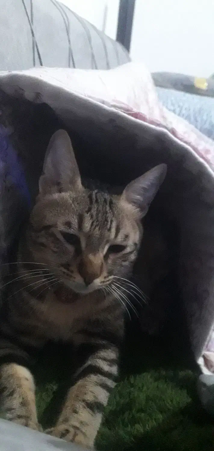 گربه گمشده|حیوانات|ملارد, |دیوار