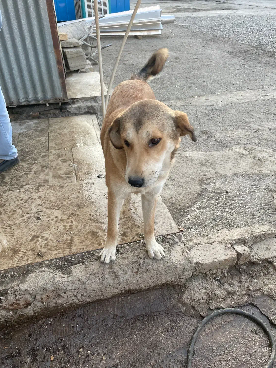 واگذاری توله پژدر رایگان|سگ|نسیمشهر, |دیوار