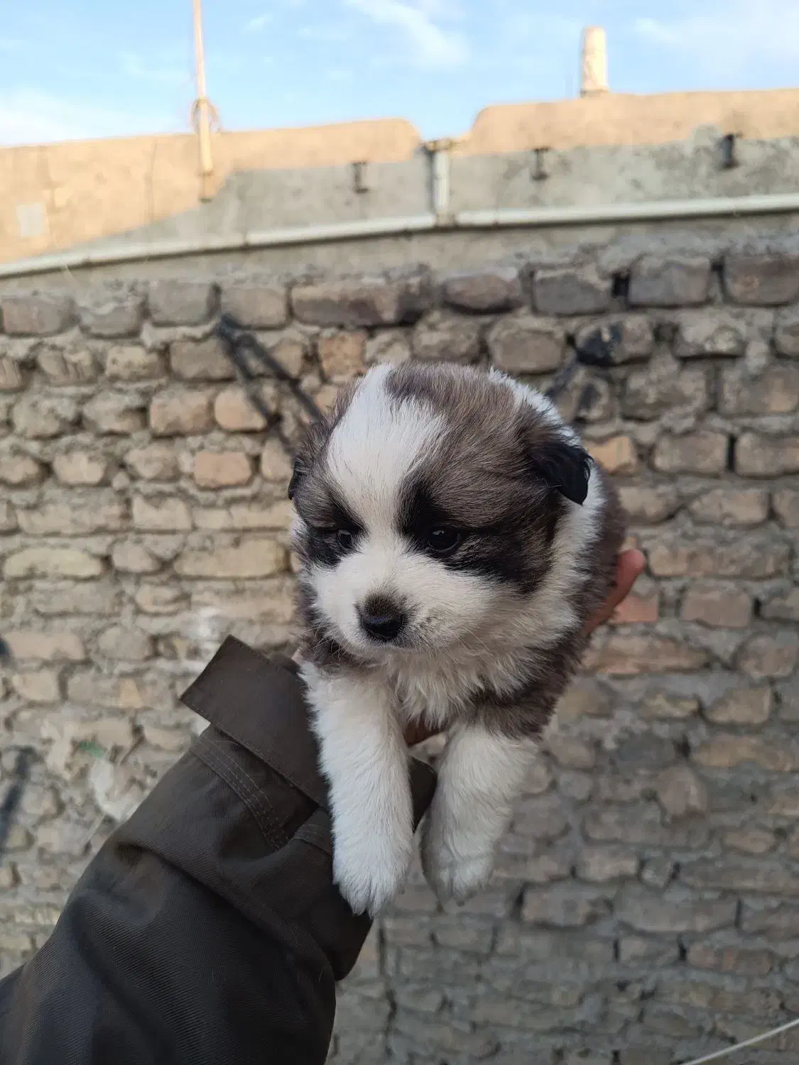 روباهی پامرانین|سگ|قرچک, مهدیه|دیوار