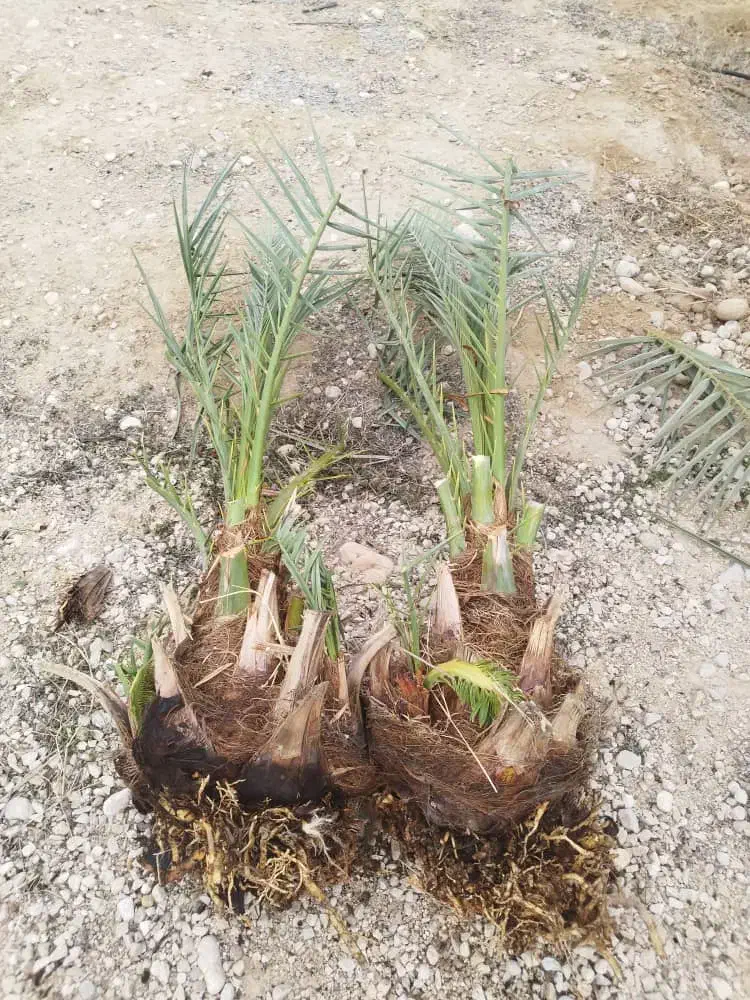 فروش انواع ارقام مرغوبه پاحوش نخل|خدمات باغبانی و درختکاری|افزر, |دیوار