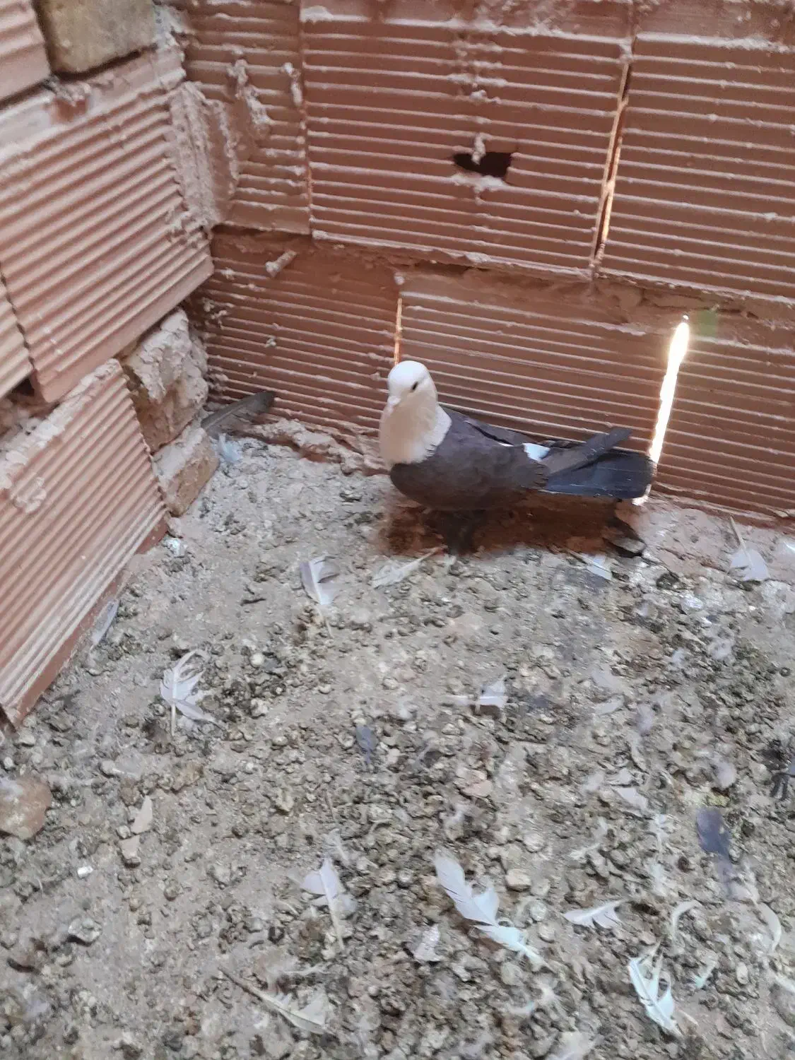 کله سفید،وچند تا کفتر گرفتنی|پرنده|سبزوار, شرق کال شمالی|دیوار