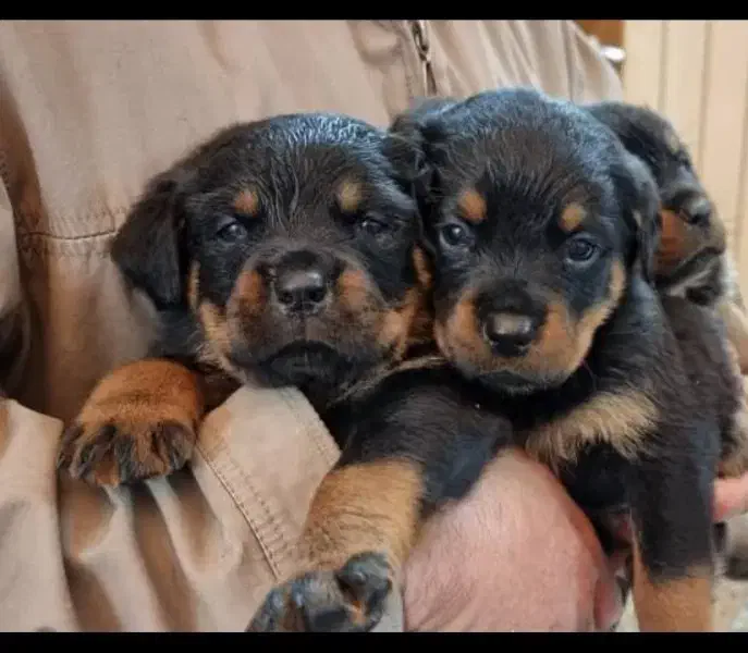 سگ روتوایلر|سگ|تهران, قیطریه|دیوار